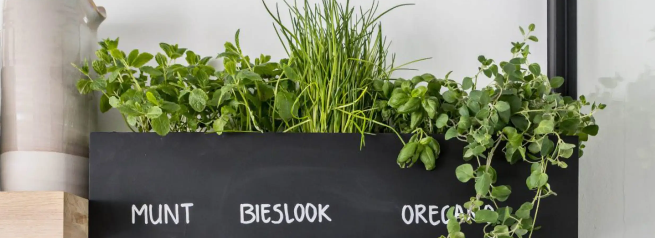 Kruidenplantjes rek